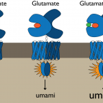glutamat-rezeptor